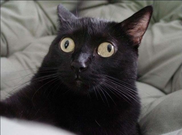 Create meme: black cat meme, bombay cat, cat eyes in different directions