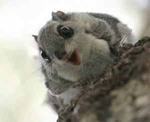 Create meme: Flying squirrel