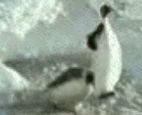 Create meme: blurred image, penguin