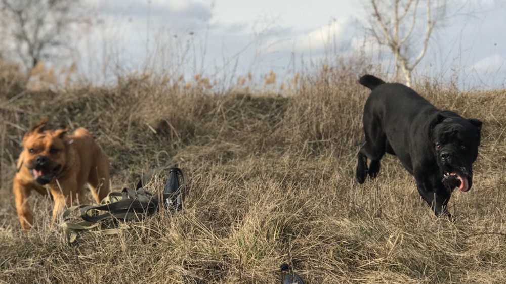 are cane corso good hunting dogs