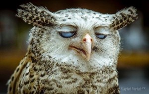 Create meme: sleepy owl pictures, sleepy owl, sleepy owl pictures are cool