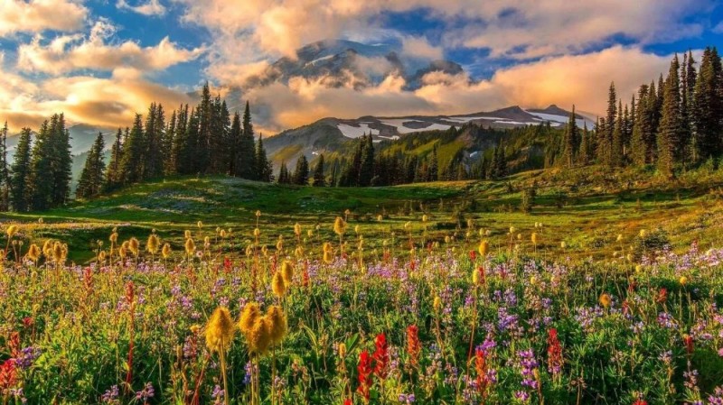 Create meme: the flowers of the mountain, the most beautiful landscapes, landscape meadow