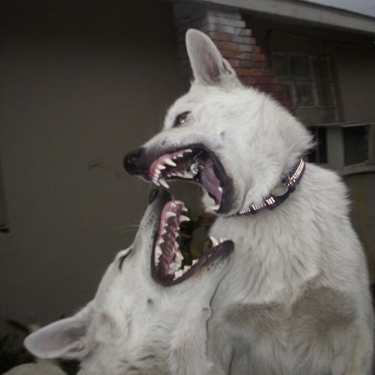 Create meme: dog grin, the evil dog , angry dog 