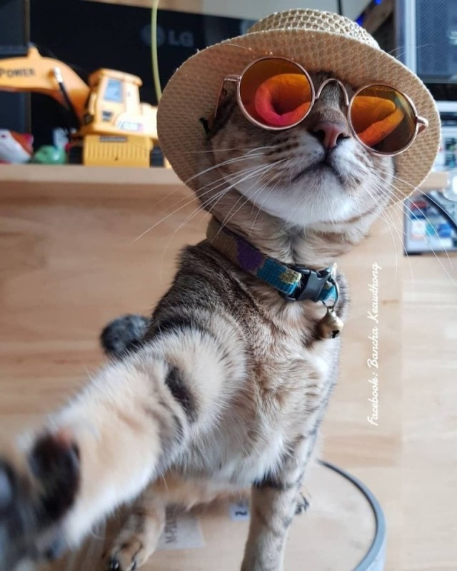 Create meme: cat funny , fashionable cat, cat in glasses 