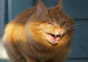 Create meme: screaming cat, a rabid cat, laughing cat