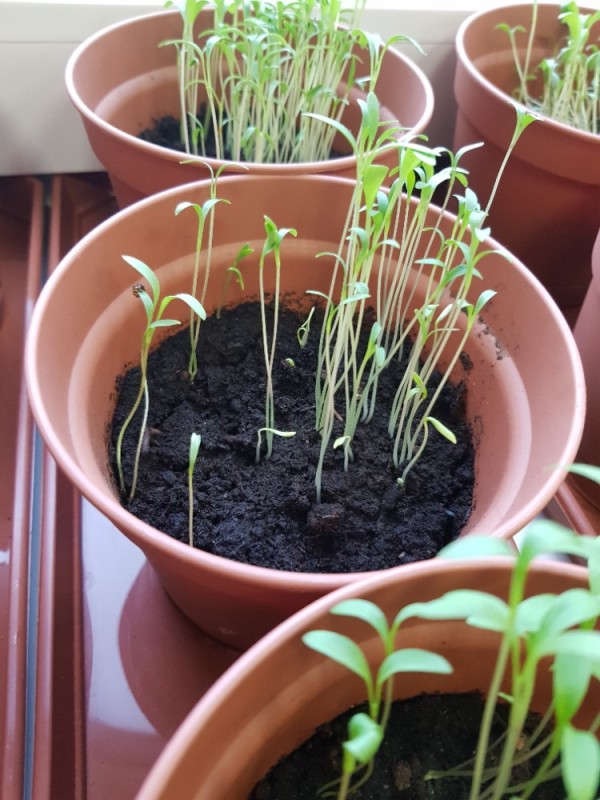 Create meme: seedlings, seedlings stretched out, shoots