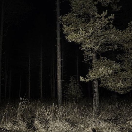 Create meme: dark forest, the forest is mysterious, pine forest at night