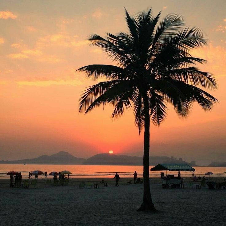 Create meme: palm trees sunset, Palm trees sunset beach, palm beach 