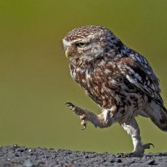 Create meme: Oh, all owl funny picture, owls, owl meme