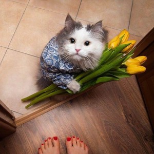 Create meme: the cat gives flowers photo, pictures from March 8 with cats, kitten with a bouquet of flowers