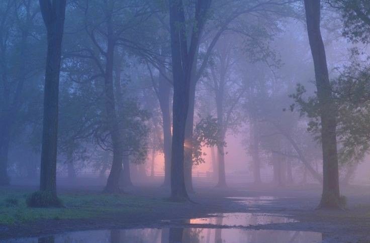 Create meme: misty forest aesthetics, fog aesthetics, forest in the fog