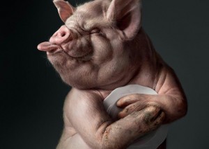 Create meme: pig, boar, pig