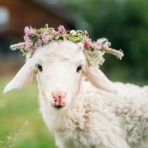 Создать мем: маленькая овечка, милые барашки, красивая овечка