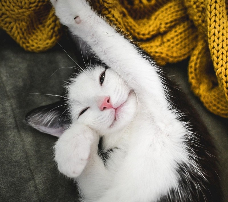 Create meme: morning kitty, happy cat, happy cat 