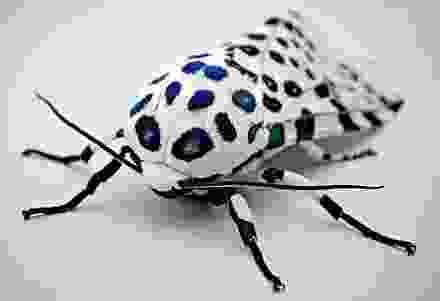 Create meme: mole insect, spotted beetle, insects macro