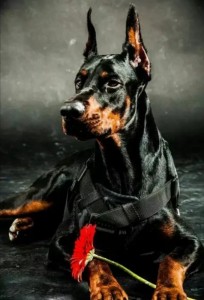 Create meme: breed Doberman, Doberman dog, Doberman Pinscher