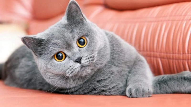 Create meme: the breed of cats is British shorthair, the british shorthair, British cat breed