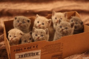Create meme: animals, crazy cat lady, box of happiness