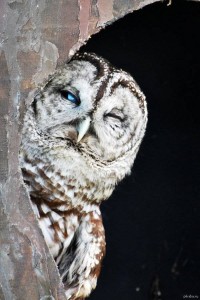 Create meme: owls, owl, sovushka really cute