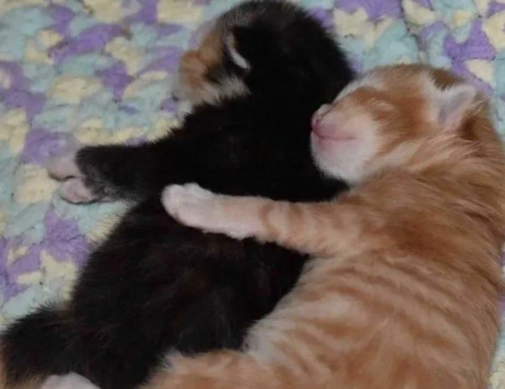 Создать мем: очаровательные котята, обнимающиеся котики, милые котики обнимаются