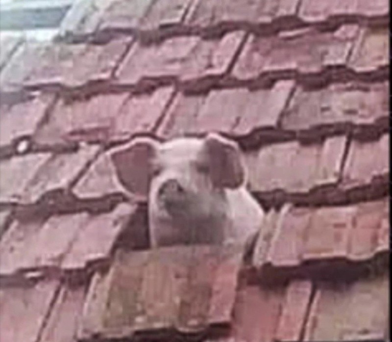 Create meme: The dog on the roof, on the roof of the house, dog 