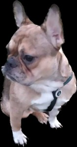 Create meme: bulldog, breed French bulldog, dog French bulldog