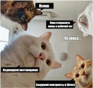 Create meme: cat meme, memes with cats, memes