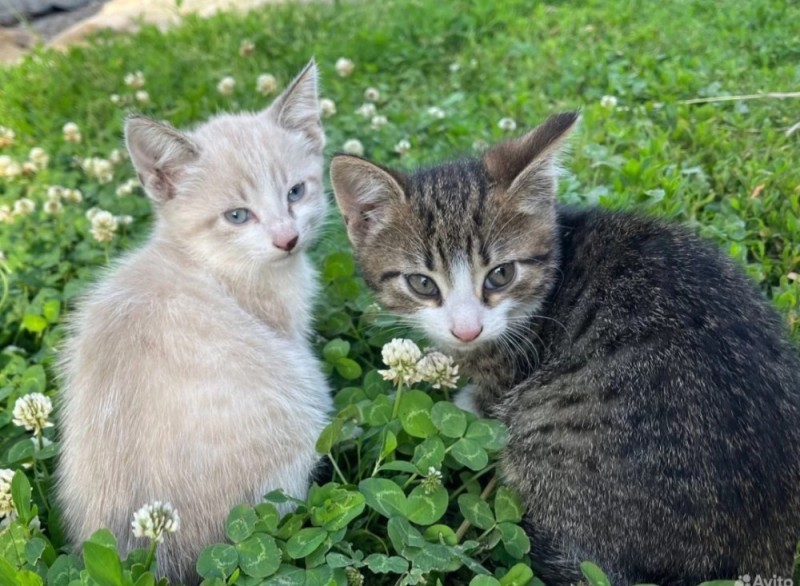 Создать мем: кошка животное, котики новенькие, кот