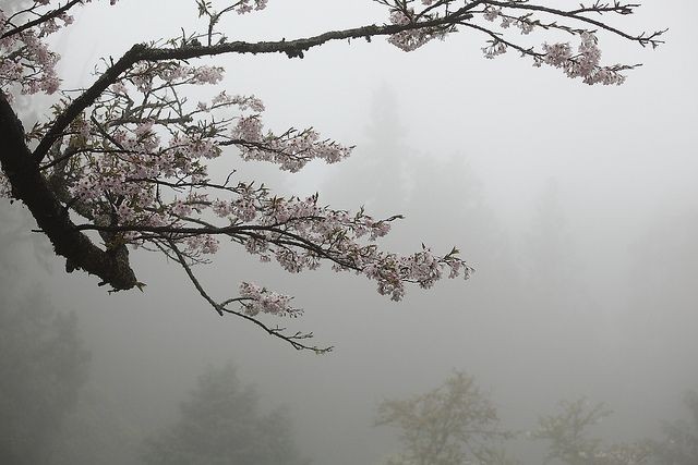 Create meme: Sakura in the fog, Sakura aesthetics, fog aesthetics