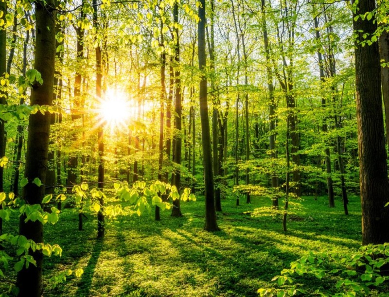 Create meme: forest , beautiful forest, sunny forest