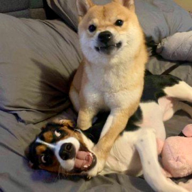 Create meme: shiba inu dog, shiba inu, dog 