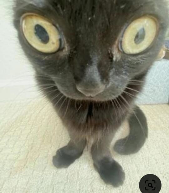 Create meme: cat with bulging eyes, a cat with strange eyes, cat funny 