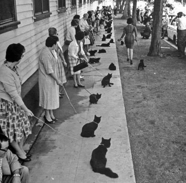 Create meme: Casting of black cats in Hollywood 1961, Hollywood Audition for Black Cats 1961, vintage photography