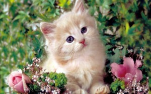 Create meme: beautiful kittens