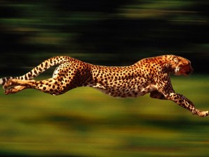 Create meme: animal, animals, the speed of movement