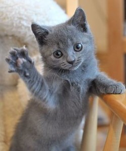 Создать мем: голубой котенок, серый котенок, котенок русская голубая