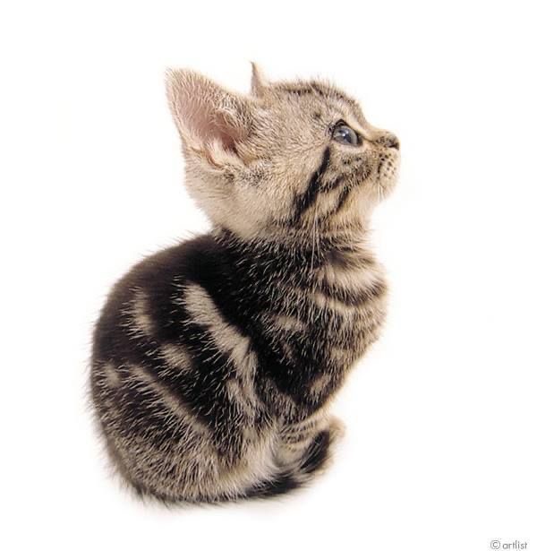 Create meme: grey kitten , kitten side view, cat 