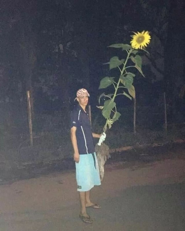 Create meme: satanic art, night sunflowers, people 