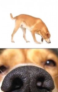 Create meme: sniff, dog with black nose, beetle on the nose of the dog