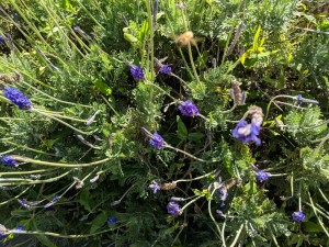 Create meme: Astragalus Ivan, grass Veronica dry, Ah summer
