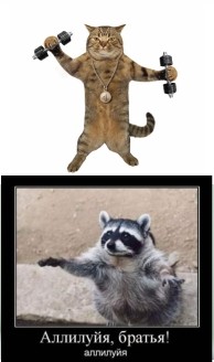 Create meme: cats , the cat is an athlete, cats 