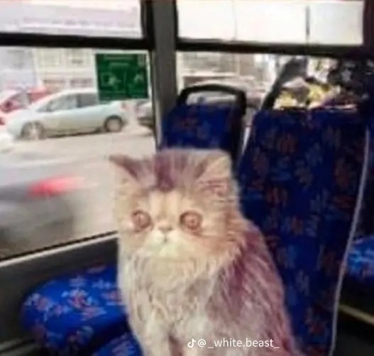 Create meme: Persian cat , cat , sleepy cat