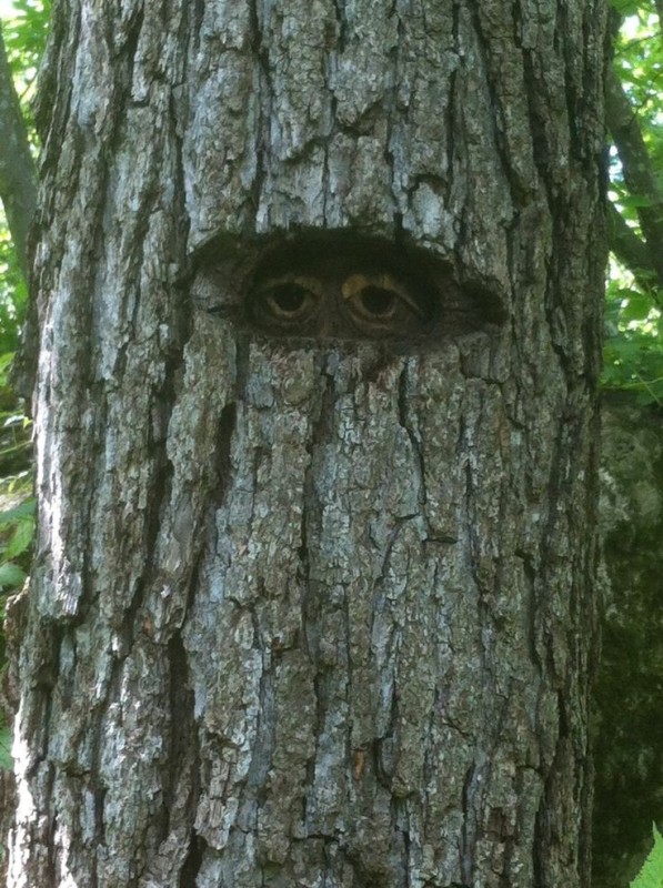 Create meme: owl's hollow, Shaggy-legged owl nest, a sparrow owl in a hollow