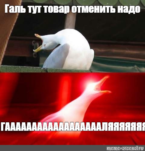 Галя у нас отмена. Мем Чайка Галя. Мем с чайкой глубокий вдох шаблон. Галя Отмена Гусь. Чайка орёт Галя.