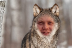 Create meme: gray wolf, wolf look, wolf