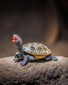 Create meme: slider turtles, turtle, trachemys