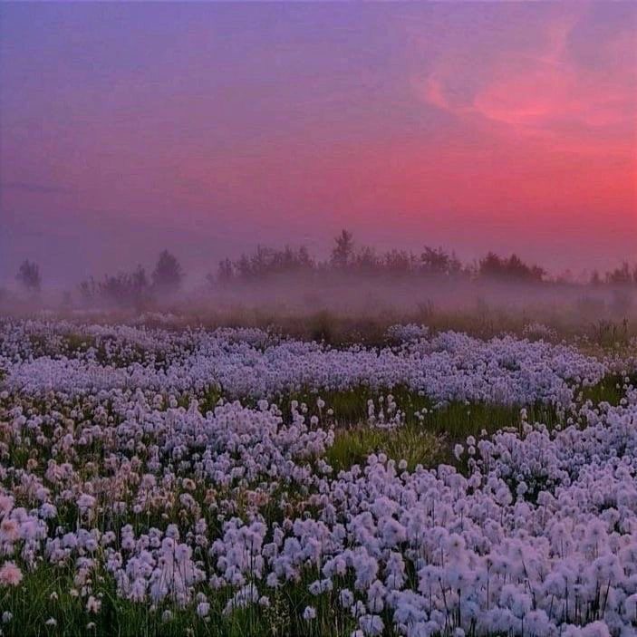 Create meme: pushitsa on Yamal, lavender field, pushitsa yamal flower