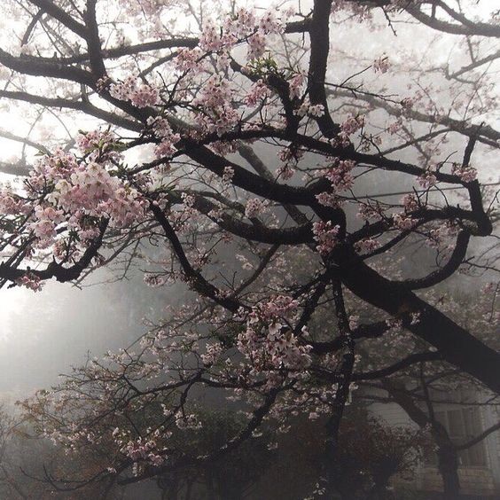 Create meme: Cherry cherry, cherry blossoms, Sakura in the fog