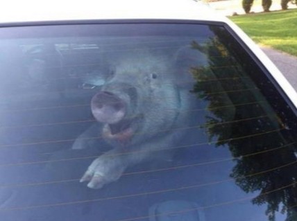 Create meme: piglet in the car, pig car, pig in the car