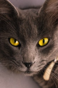 Create meme: grey cat, cat muzzle, cat eyes